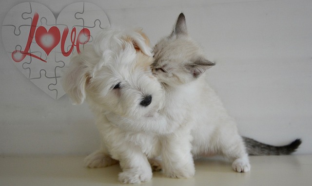 Kitten and puppy love